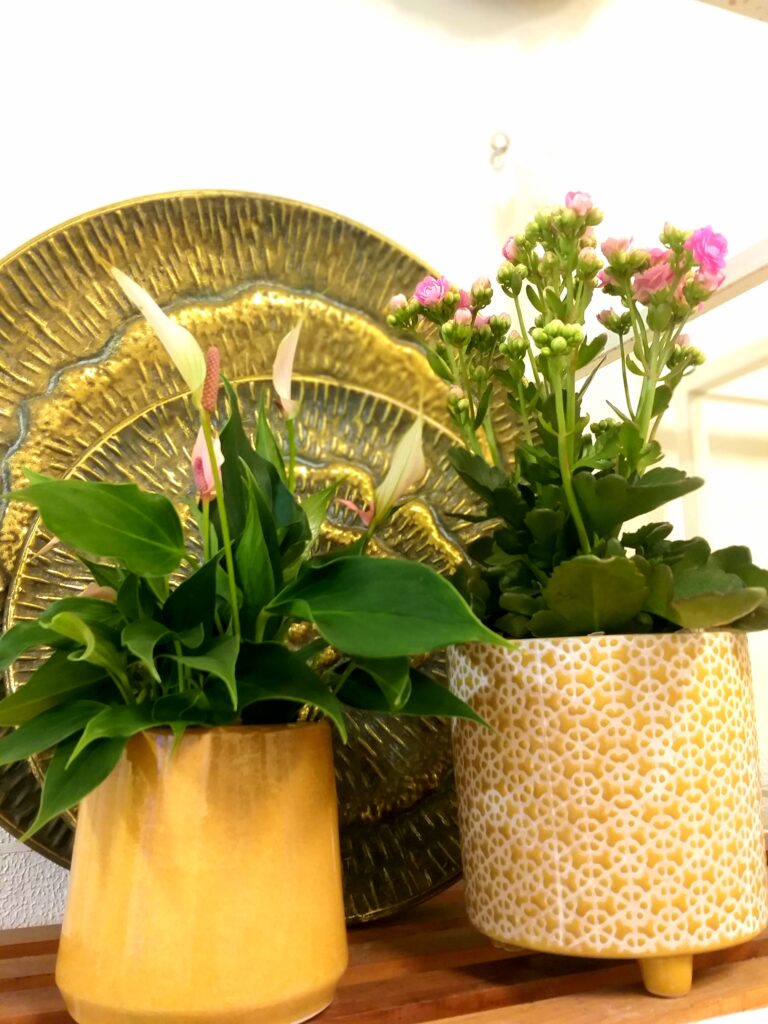 Piante e complementi, fiorista a Savona Piante e complementi, fiorista a Savona